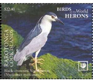 Black-Crowned Night Heron (Nycticorax nycticorax) - Cook Islands, Rarotonga 2020 - 22.40