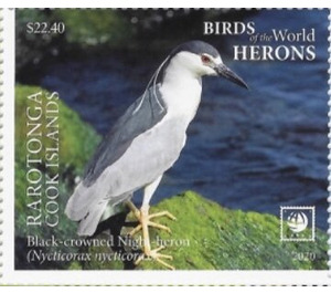 Black-Crowned Night Heron (Nycticorax nycticorax) - Cook Islands, Rarotonga 2020 - 22.40