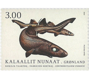 Black Dogfish (Centroscyllium fabricii) - Greenland 2020 - 3