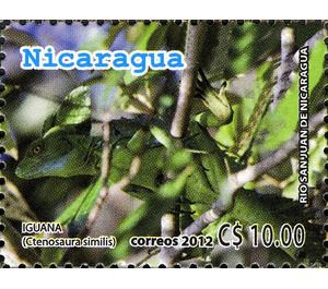 Black Iguana (Ctenosaura similis) - Central America / Nicaragua 2012 - 10