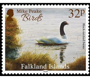 Black-Necked Swan (Cygnus melancoryphus) - South America / Falkland Islands 2020