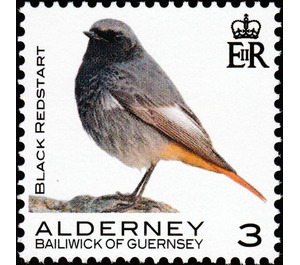 Black Redstart - Alderney 2020 - 3