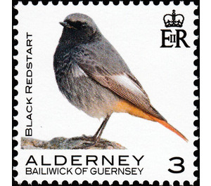 Black Redstart - Alderney 2020 - 3