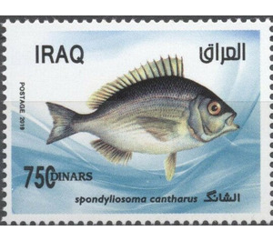 Black Seabream (Spondyliosoma cantharus) - Iraq 2019 - 750