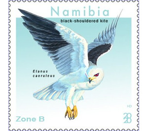 Black-Shouldered Kite (Elanus axillaris) - South Africa / Namibia 2020