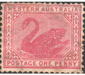 Black Swan (Cygnus atratus) - Western Australia 1902 - 1