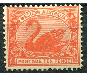 Black Swan (Cygnus atratus) - Western Australia 1903 - 10