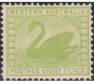 Black Swan (Cygnus atratus) - Western Australia 1903 - 8