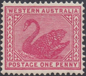 Black Swan (Cygnus atratus) - Western Australia 1905 - 1