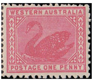 Black Swan (Cygnus atratus) - Western Australia 1905