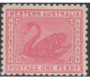 Black Swan (Cygnus atratus) - Western Australia 1905