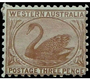 Black Swan (Cygnus atratus) - Western Australia 1906