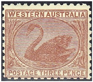 Black Swan (Cygnus atratus) - Western Australia 1906 - 3