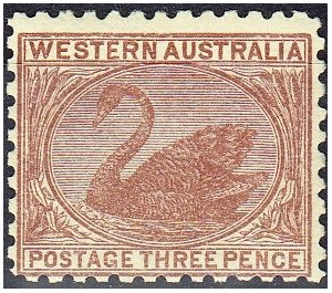Black Swan (Cygnus atratus) - Western Australia 1906 - 3