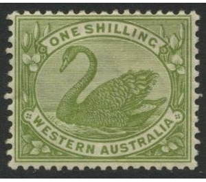 Black Swan (Cygnus atratus) - Western Australia 1907 - 1