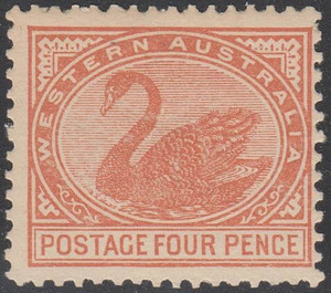 Black Swan (Cygnus atratus) - Western Australia 1908
