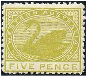 Black Swan (Cygnus atratus) - Western Australia 1909