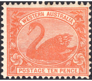 Black Swan (Cygnus atratus) - Western Australia 1910 - 10