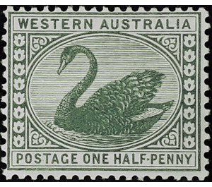 Black Swan (Cygnus atratus) - Western Australia 1910