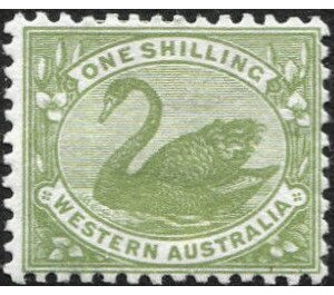 Black Swan (Cygnus atratus) - Western Australia 1912 - 1