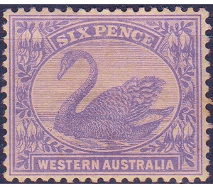 Black Swan (Cygnus atratus) - Western Australia 1912 - 6