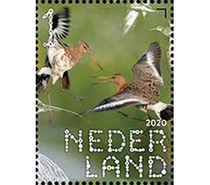 Black-Tailed Godwit (Limosa limosa) - Netherlands 2020 - 1