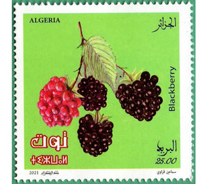 Blackberry - North Africa / Algeria 2021 - 25