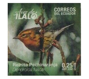 Blackburnian Warbler ( Dendroica fusca) - South America / Ecuador 2019 - 0.25