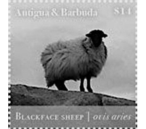 Blackface Sheep (Ovis aries) - Caribbean / Antigua and Barbuda 2020 - 14