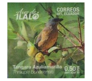 Blue-and-yellow Tanager (Thraupis bonariensis) - South America / Ecuador 2019 - 0.50