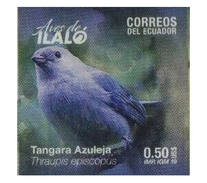 Blue-grey Tanager (Tangara episcopus) - South America / Ecuador 2019 - 0.50