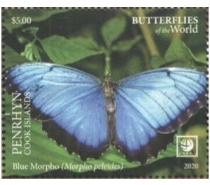 Blue Morpho (Morpho peleides) - Polynesia / Penrhyn 2020 - 5