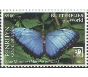 Blue Morpho (Morpho peleides) - Polynesia / Penrhyn 2020 - 5