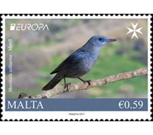 Blue Rock Thrush (Monticola solitarius) - Malta 2019 - 0.59