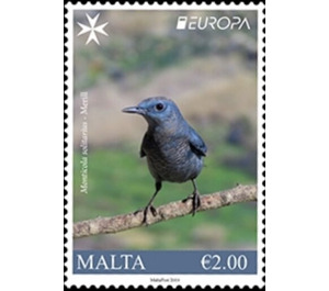 Blue Rock Thrush (Monticola solitarius) - Malta 2019 - 2