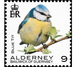 Blue Tit - Alderney 2020 - 9