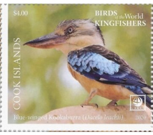 Blue-Winged Kookaburra (Dacelo leachii) - Polynesia / Cook Islands 2020 - 4