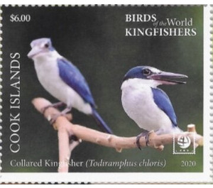 Blue-Winged Kookaburra (Dacelo leachii) - Polynesia / Cook Islands 2020 - 6