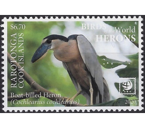Boat-Billed Heron (Cochlearius cochlearius) - Cook Islands, Rarotonga 2020 - 6.70