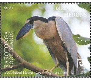 Boat-Billed Heron (Cochlearius cochlearius) - Cook Islands, Rarotonga 2020 - 6.70