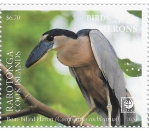 Boat-Billed heron (Cochlearius cochlearius) - Cook Islands, Rarotonga 2020 - 6.75