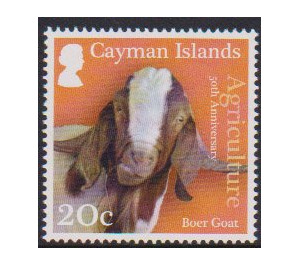 Boer Goat (Capra aegagrus hircus) - Caribbean / Cayman Islands 2017 - 20