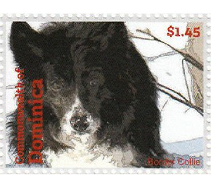 Border Collie (Canis lupus familiaris) - Caribbean / Dominica 2013 - 1.45