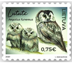 Boreal Owl (Aegolius funereus) - Lithuania 2020 - 0.75