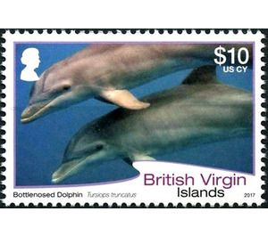 Bottlenosed Dolphin - Caribbean / British Virgin Islands 2017 - 10