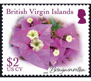 Bougainvillea - Caribbean / British Virgin Islands 2019 - 2