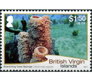 Branching Vase Sponge - Caribbean / British Virgin Islands 2017 - 1.50