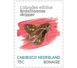 Brazilian Skipper (Calpodes ethlius) - Caribbean / Bonaire 2020 - 75