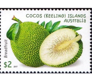 Breadfruit - Cocos (Keeling) Islands 2017 - 2