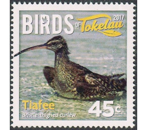 Bristle-thighes curlew - Polynesia / Tokelau 2017 - 45